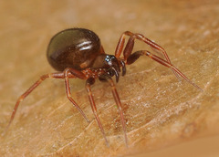 Microneta viaria