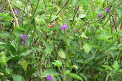 Chaetocercus heliodor