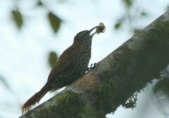 Lepidocolaptes lacrymiger