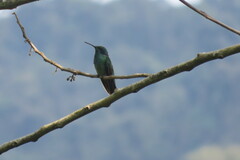 Colibri cyanotus
