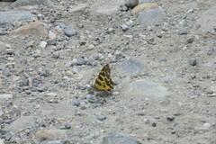 Pantherodes pardalaria