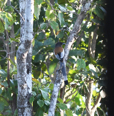 Dendrocitta vagabunda