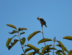 Microhierax caerulescens