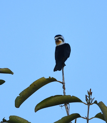 Microhierax caerulescens