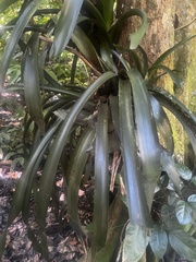 Billbergia pyramidalis