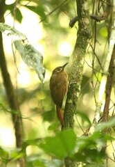 Dendrocincla fuliginosa