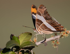Adelpha fessonia