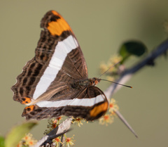 Adelpha fessonia