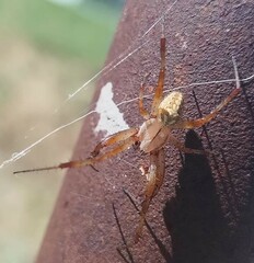Neoscona oaxacensis
