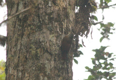 Lepidocolaptes affinis