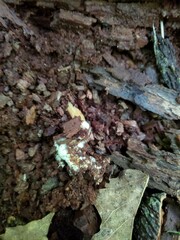 Xerocomus illudens