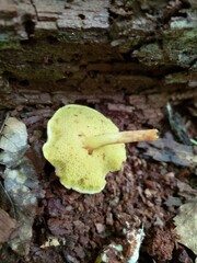 Xerocomus illudens
