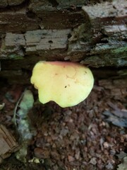 Xerocomus illudens
