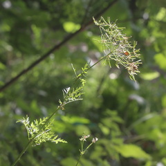 Chaerophyllum prescottii