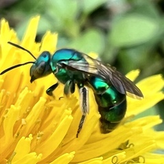 Paraugochloropsis