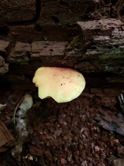 Xerocomus illudens