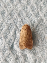 Agrochola humilis