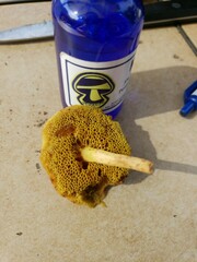 Xerocomus illudens