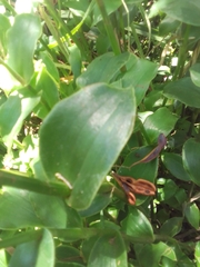Tradescantia cerinthoides