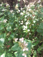 Tradescantia cerinthoides