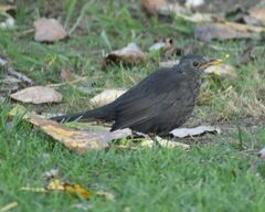Turdus merula
