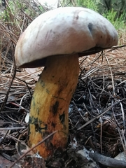 Suillellus