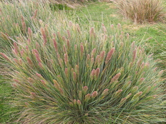 Elegia tectorum