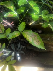 Paullinia pinnata