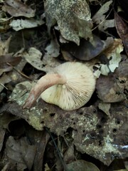 Lactarius quietus incanus