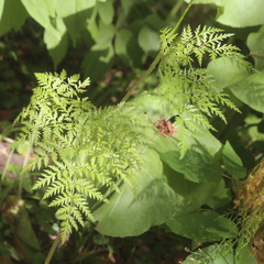Chaerophyllum prescottii