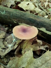 Lactarius quietus incanus