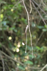 Mecistogaster ornata