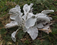 Senecio candidans