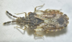 Aradus depressus