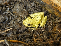 Scinax x-signatus
