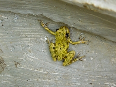 Scinax x-signatus