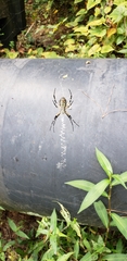 Argiope aurantia