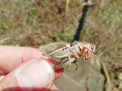 Tettigoniinae