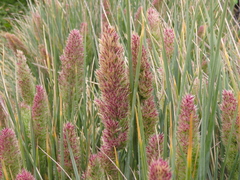 Elegia tectorum