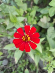 Zinnia