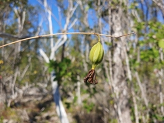 Encyclia tampensis