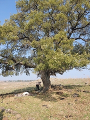 Quercus ithaburensis