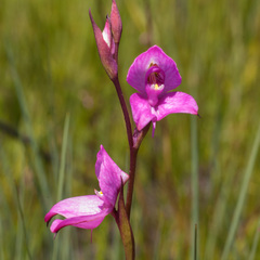 Disa racemosa