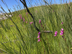 Disa racemosa