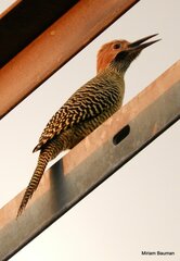 Colaptes fernandinae