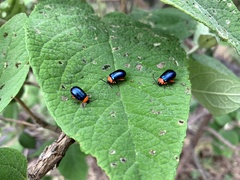 Asphaera abdominalis
