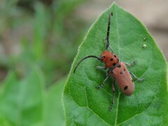 Tetraopes thermophilus