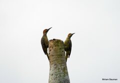 Colaptes fernandinae