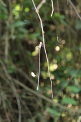 Mecistogaster ornata