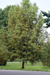 Cupressaceae